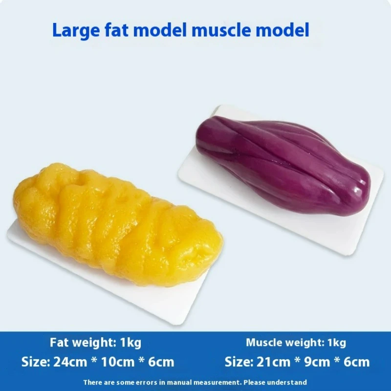 Réplicas de Músculos e Gordura - Nutrition Fitness Center avaliação e preço