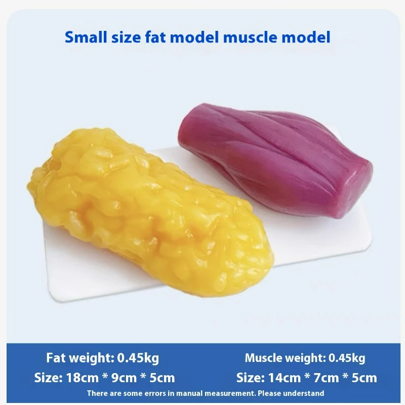 Réplicas de Músculos e Gordura - Nutrition Fitness Center avaliação e preço